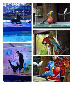 萬源市本地海洋生物表演與經紀業務概覽